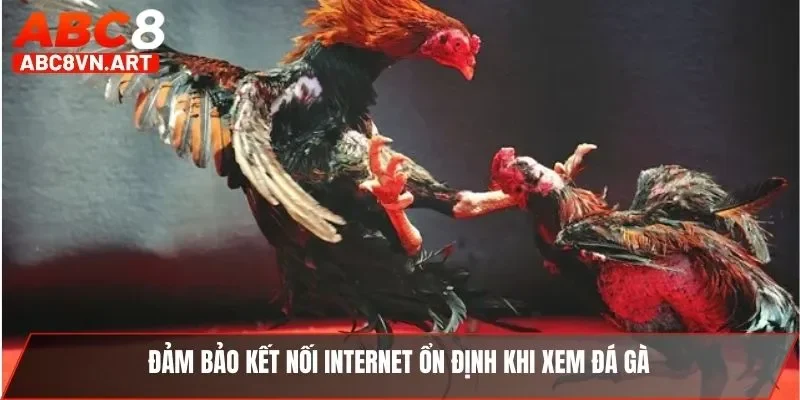 Đảm bảo kết nối internet ổn định khi xem đá gà