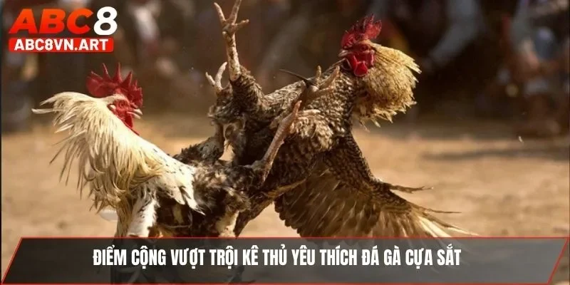 Điểm cộng vượt trội kê thủ yêu thích đá gà cựa sắt