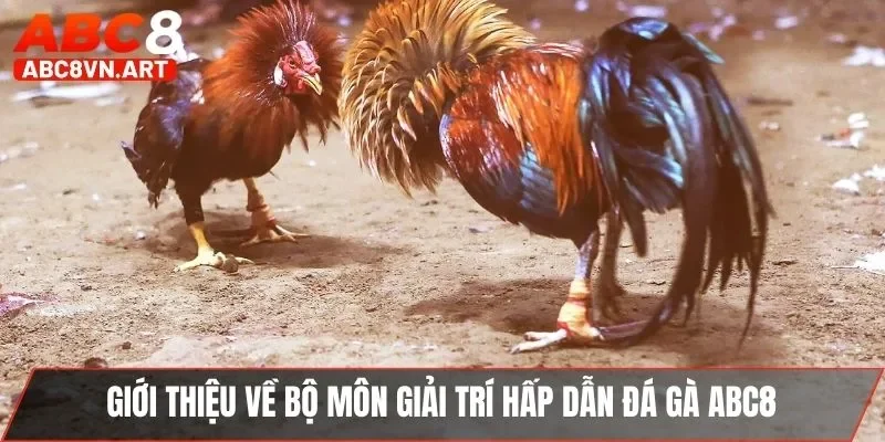 Giới thiệu về bộ môn giải trí hấp dẫn đá gà ABC8