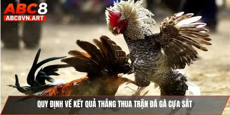 Quy định về kết quả thắng thua trận đá gà cựa sắt