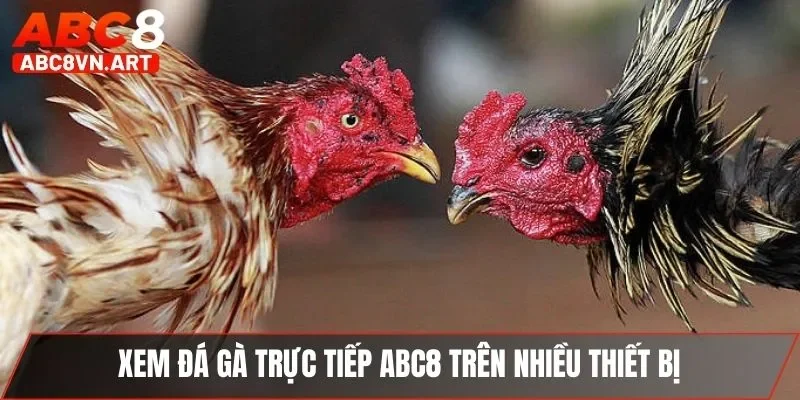 Xem đá gà trực tiếp ABC8 trên nhiều thiết bị